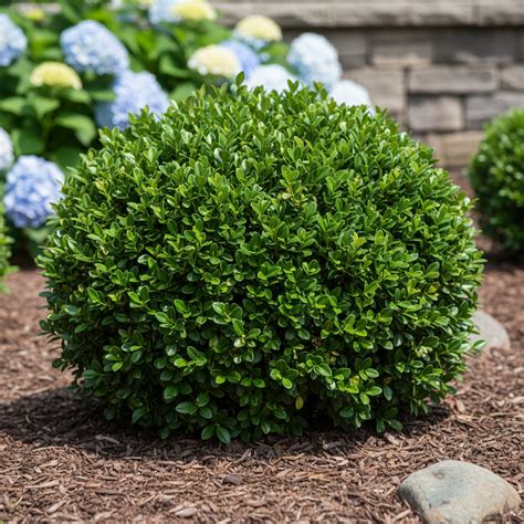 Morris Dwarf Boxwood Seeds | Compact Evergreen Shrub | Low Maintenance ...