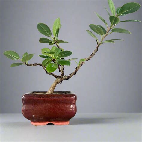 Green Paradise Ficus Long Island Bonsai Starter Tree – GreenParadiseLive