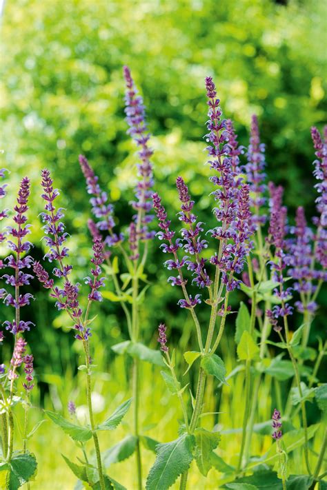 Tall Purple Annual Flowers