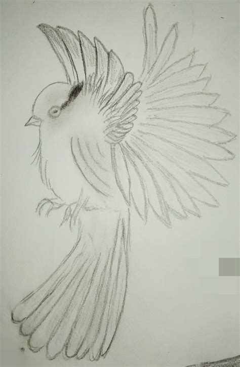 Image result for Bird Drawing Shading