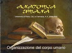 universita pavia farmacia organizzazione corpo umano ppt scaricare universita pavia farmacia organizzazione corpo umano ppt scaricare