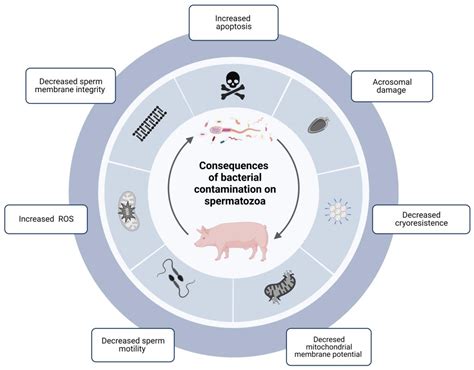 Bacteria and Boar Semen Storage: Progress and Challenges