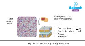 Eubacteria: Structure, Examples, Characteristics & Habitat | AESL
