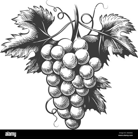 Vintage engraving grape bunch hi-res stock photography and images - Alamy