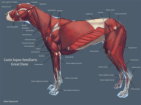 Dog Muscle Anatomy at Stephanie Trumble blog
