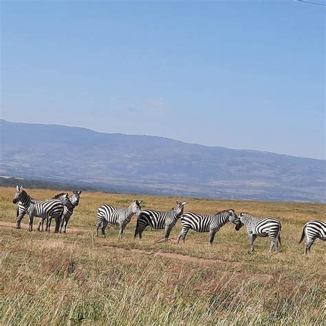 OSEKI TOURS AND SAFARIS (2025) All You Need to Know BEFORE You Go (with ...