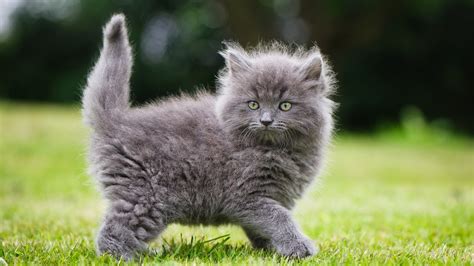 Adorable Fluffy Kitten HD Wallpaper – Charming Baby Cat in Nature