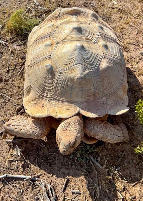 Large desert tortoise rescued from Arizona highway after escaping from ...