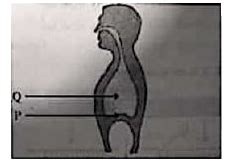 Identify P and Q in the figure and mention the process takes place.
