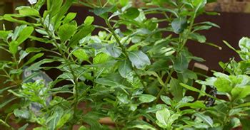 Kristu Jayanti College, Bengaluru