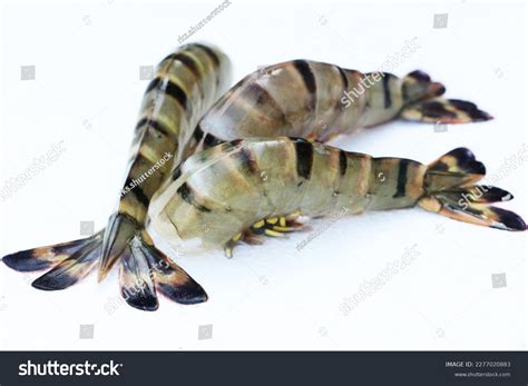 Black Tiger Shrimp Penaeus Monodon Called Stock Photo 2277020883 ...