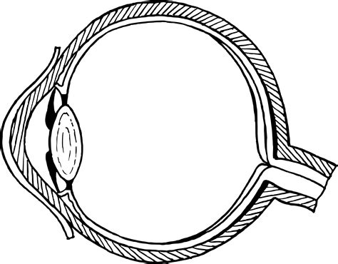 Unlabeled Eye Diagram - ClipArt Best