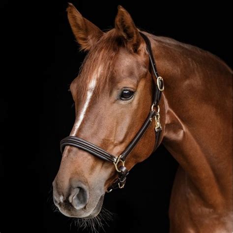 Image result for Licol Cheval