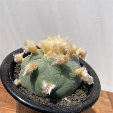 Lophophora diffusa【ロフォフォラ・大疣デフューサ】 | RIMO'S GREEN 【Saboten & Succulent】