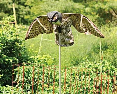 Handling Pigeons’ Menace: Friendly Solutions for Residential Buildings ...