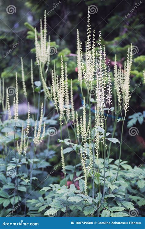 Actaea Racemosa Flowers