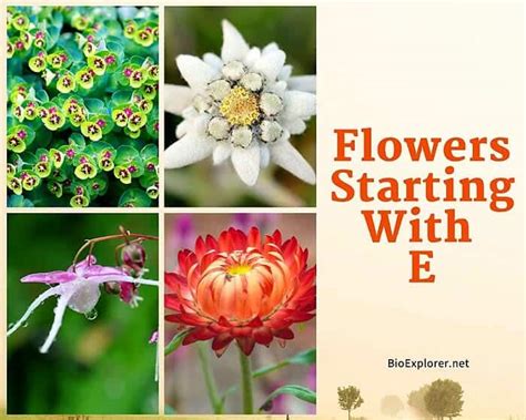Flowers Starting with E | E Flowers | Flower Names Begin with E