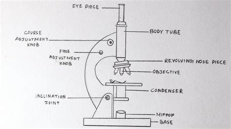Electron Microscope Drawing 的图像结果