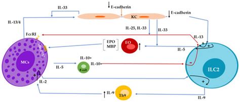 Communication between Mast Cells and Group 2 Innate Lymphoid Cells in ...