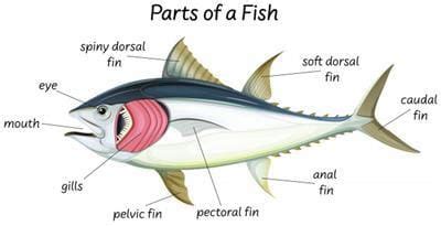 Adaptations in Animals Chapter Notes - Science and Technology for Grade 4
