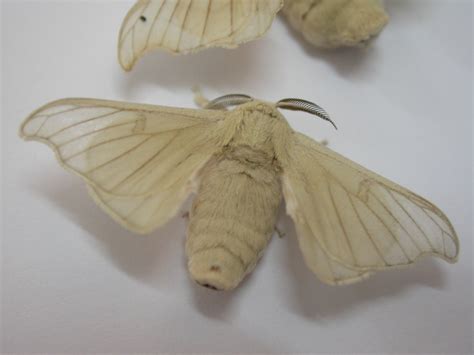 Silkworm Moth