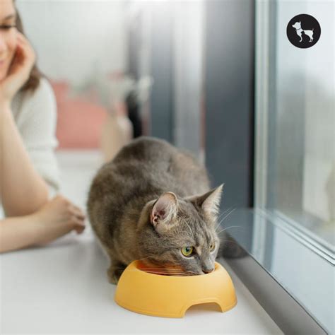 What Can Cats Eat? A Complete List of Safe & Unsafe Foods