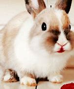 Image result for Spring+Baby+Bunnies