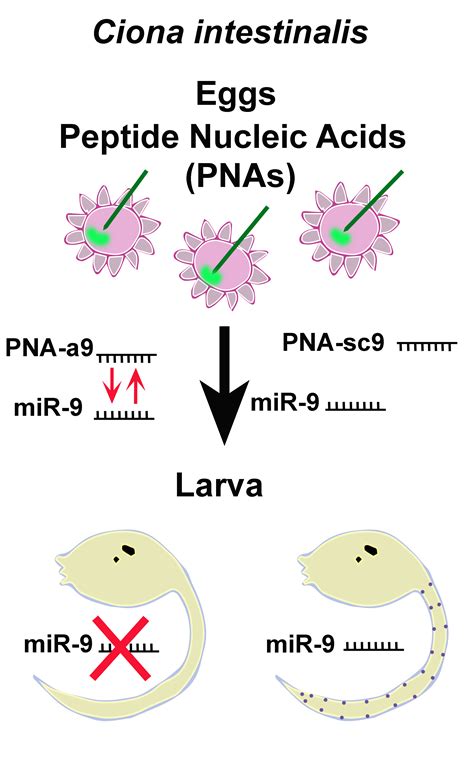 Exploring miR-9 Involvement in Ciona intestinalis Neural Development ...