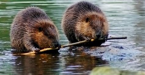 Woodchuck vs Beaver: 5 Key Differences - A-Z Animals