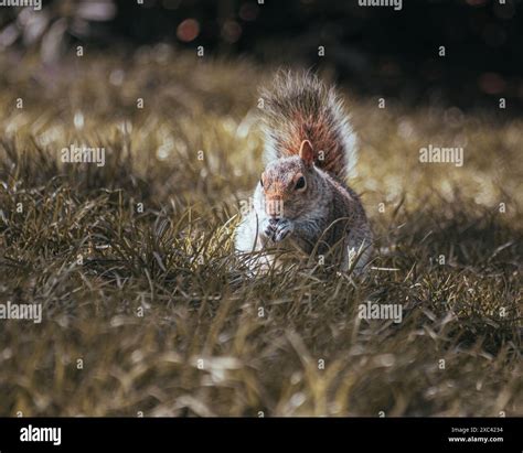 Squirrels enjoying life in the park with some nuts Stock Photo - Alamy
