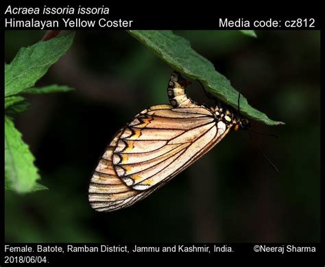 Acraea issoria | Butterfly