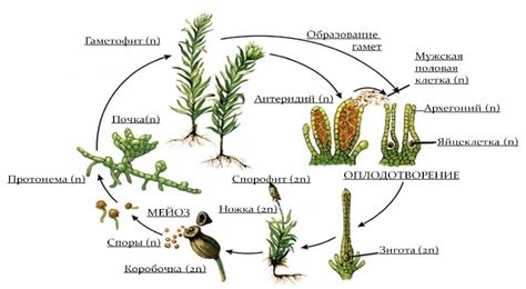 Размножение моховидных 60 фото - Plantschool.ru