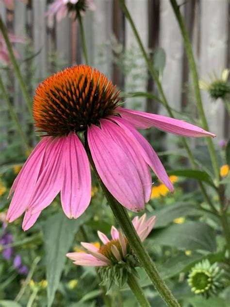 The Most Important Virus Vs the Most Important Immune Herb - The Natural Path