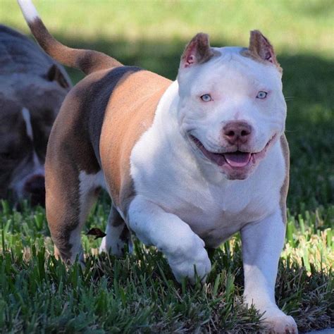 Pocket Bully Pitbulls