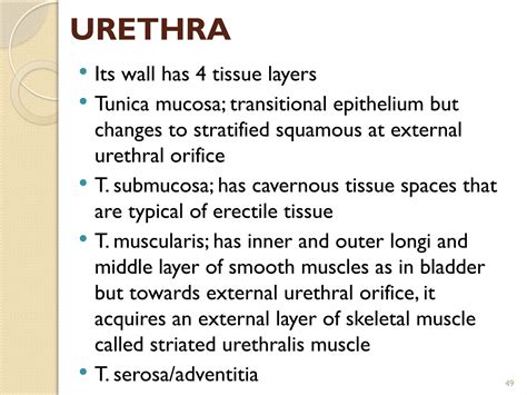 HISTOLOGY OF URINARY SYSTEM.pptx Histology Anatomy | PPTX