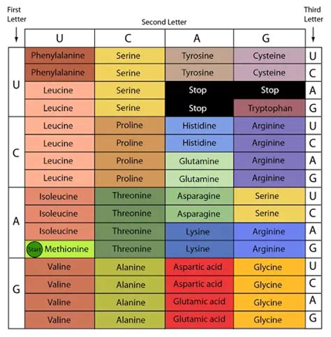 Genetic Code Explained 的图像结果