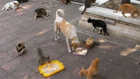 Navi Mumbai: Panvel Activists Urge PMC to Extend Animal Center Hours ...