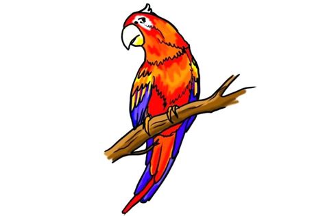 Image result for Simple Parrot Cartoon Drawing
