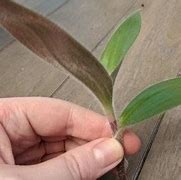 Image result for Baby Bunny Bellies vs Wandering Jew