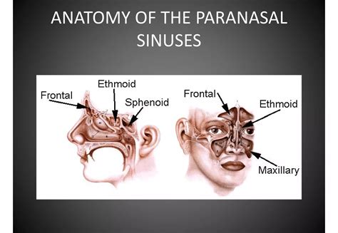 Anatomy Of Nose And Paranasal Sinuses