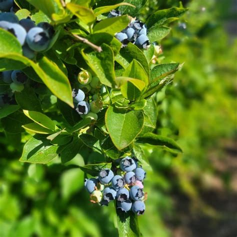 Pick Your Own (PYO) Berries, 1287 main street, Glastonbury, 29 June to ...