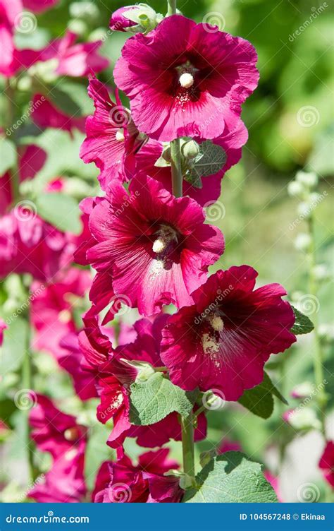Mallow Flowers. a Herbaceous Plant with Hairy Stems, Pink or Purple ...