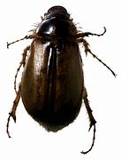 Image result for Night Beetles
