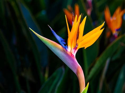 Bird Of Paradise Plant Varieties Nz at Kathaleen Velasquez blog