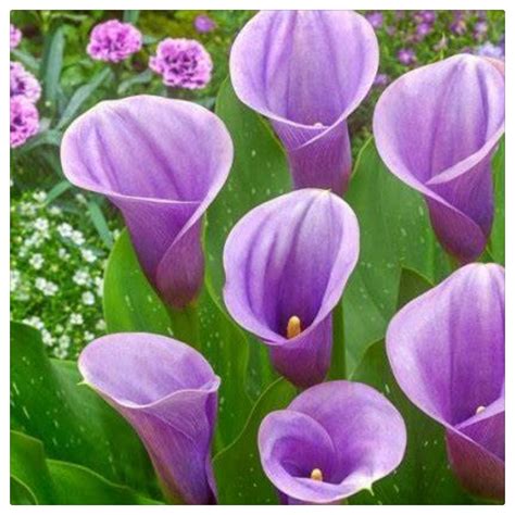 Calla Lily/Easy Care/Best for Beginners/Delightful Perennial Flowers ...