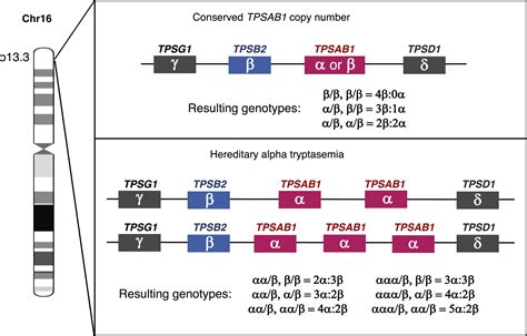 Hereditary Alpha Tryptasemia