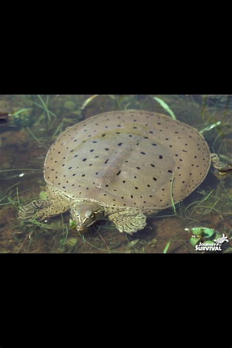 Image result for Solid Orange Turtle Soft Shell