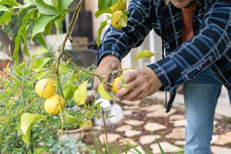 Image result for Lemon Tree Pruning