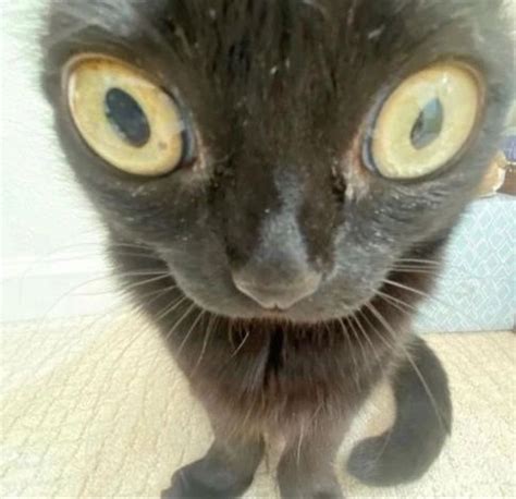 This is my friends cute cat lol | Смешные фотографии животных, Котята, Милые котики