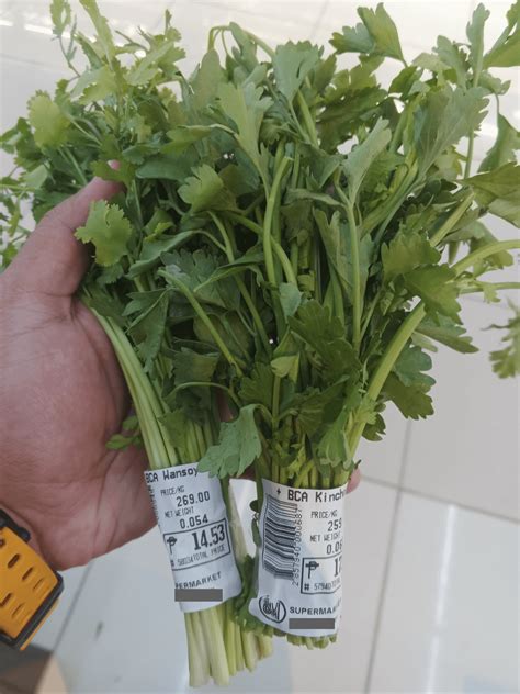 The difference between kinchay and wansoy : r/Philippines